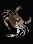 Blue Crab-Christopher C Collins-Framed Photographic Print