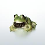 Frog Wearing Beard-Christopher C Collins-Photographic Print