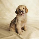 Two dogs sticking out their tongues-Christopher C Collins-Photographic Print