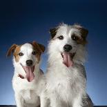Two dogs sticking out their tongues-Christopher C Collins-Photographic Print
