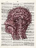 Vintage Anatomy Skull-Christopher James-Framed Premium Giclee Print