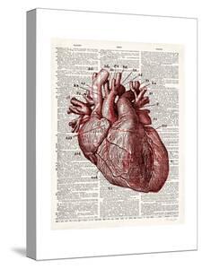 Human Heart Canvas Art Prints Paintings Posters Framed Wall