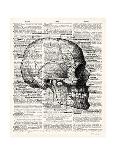Vintage Anatomy Skeleton-Christopher James-Premium Giclee Print