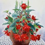 Red and White Amaryllis, 2008-Christopher Ryland-Giclee Print