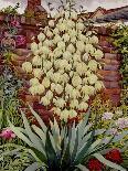 Flowering Yucca-Christopher Ryland-Giclee Print