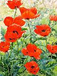 Garden Red Poppies-Christopher Ryland-Giclee Print