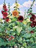 Hollyhocks and Sunflowers-Christopher Ryland-Giclee Print
