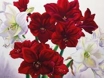 Red and White Amaryllis, 2008-Christopher Ryland-Giclee Print