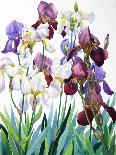 White and Purple Irises-Christopher Ryland-Giclee Print