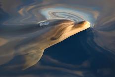 Bottlenose dolphin(tursiops truncatus) A bottlenose dolphin surfaces in a silky sea. Canary Islands-Christopher Swann-Framed Photographic Print