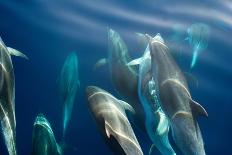 Spotted dolphin (Stenella frontalis) bowriding, Azores, Portugal, Atlantic-Christopher Swann-Premier Image Canvas