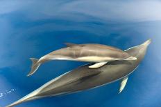 Spotted dolphin (Stenella frontalis) bowriding, Azores, Portugal, Atlantic-Christopher Swann-Mounted Photographic Print