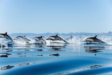 Bottlenose dolphin (Tursiops truncatus) bowriding dolphins illuminated by the sun, Azores-Christopher Swann-Photographic Print