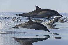 Common dolphin (Delphinus delphis) baby showing foetal folds, alongside adult, Azores-Christopher Swann-Mounted Photographic Print