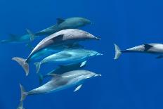 Common Dolphins.  Baja, Mexico-Christopher Swann-Photographic Print