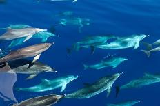 Common dolphin (Delphinus delphis) baby showing foetal folds, alongside adult, Azores-Christopher Swann-Photographic Print