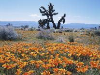 California, Antelope Valley, Joshua Trees in California Poppy-Christopher Talbot Frank-Photographic Print