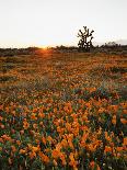 Sand Verbena and Dune Primrose Wildflowers at Sunset, Anza-Borrego Desert State Park, California-Christopher Talbot Frank-Photographic Print
