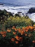 California, Big Sur Coast, Central Coast, California Poppy and Ocean-Christopher Talbot Frank-Photographic Print