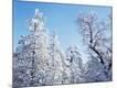 Premium Photographic Print