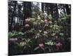 Premium Photographic Print