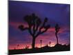 Premium Photographic Print