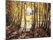 Photographic Print