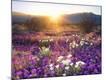 Premium Photographic Print