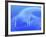 Chromatogram, 2D View-PASIEKA-Framed Photographic Print