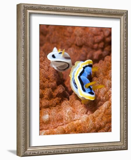 Chromodoris Dianae and Chromodoris Strigata Nudibranches, Sulawesi, Indonesia, Southeast Asia, Asia-Lisa Collins-Framed Photographic Print