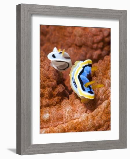 Chromodoris Dianae and Chromodoris Strigata Nudibranches, Sulawesi, Indonesia, Southeast Asia, Asia-Lisa Collins-Framed Photographic Print