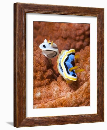 Chromodoris Dianae and Chromodoris Strigata Nudibranches, Sulawesi, Indonesia, Southeast Asia, Asia-Lisa Collins-Framed Photographic Print