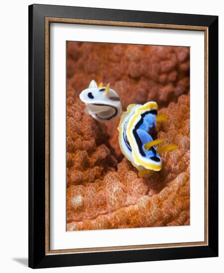 Chromodoris Dianae and Chromodoris Strigata Nudibranches, Sulawesi, Indonesia, Southeast Asia, Asia-Lisa Collins-Framed Photographic Print