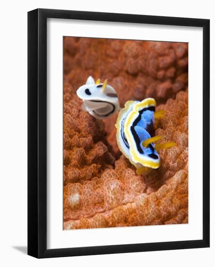 Chromodoris Dianae and Chromodoris Strigata Nudibranches, Sulawesi, Indonesia, Southeast Asia, Asia-Lisa Collins-Framed Photographic Print