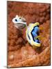 Chromodoris Dianae and Chromodoris Strigata Nudibranches, Sulawesi, Indonesia, Southeast Asia, Asia-Lisa Collins-Mounted Photographic Print