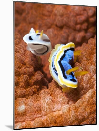 Chromodoris Dianae and Chromodoris Strigata Nudibranches, Sulawesi, Indonesia, Southeast Asia, Asia-Lisa Collins-Mounted Photographic Print