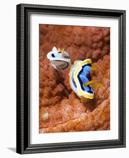 Chromodoris Dianae and Chromodoris Strigata Nudibranches, Sulawesi, Indonesia, Southeast Asia, Asia-Lisa Collins-Framed Photographic Print