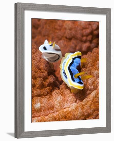 Chromodoris Dianae and Chromodoris Strigata Nudibranches, Sulawesi, Indonesia, Southeast Asia, Asia-Lisa Collins-Framed Photographic Print