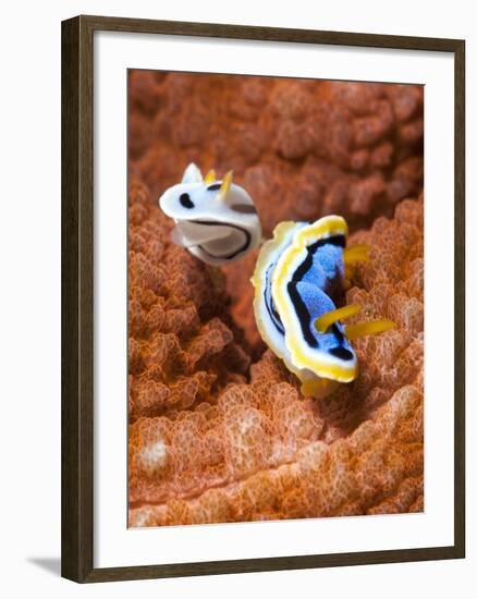 Chromodoris Dianae and Chromodoris Strigata Nudibranches, Sulawesi, Indonesia, Southeast Asia, Asia-Lisa Collins-Framed Photographic Print