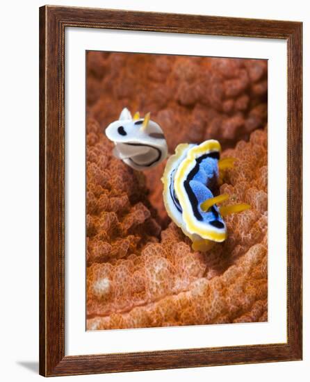 Chromodoris Dianae and Chromodoris Strigata Nudibranches, Sulawesi, Indonesia, Southeast Asia, Asia-Lisa Collins-Framed Photographic Print