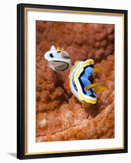 Chromodoris Dianae and Chromodoris Strigata Nudibranches, Sulawesi, Indonesia, Southeast Asia, Asia-Lisa Collins-Framed Photographic Print