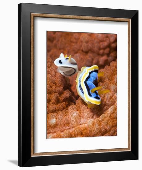 Chromodoris Dianae and Chromodoris Strigata Nudibranches, Sulawesi, Indonesia, Southeast Asia, Asia-Lisa Collins-Framed Photographic Print