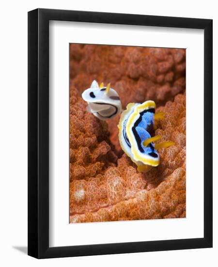 Chromodoris Dianae and Chromodoris Strigata Nudibranches, Sulawesi, Indonesia, Southeast Asia, Asia-Lisa Collins-Framed Photographic Print