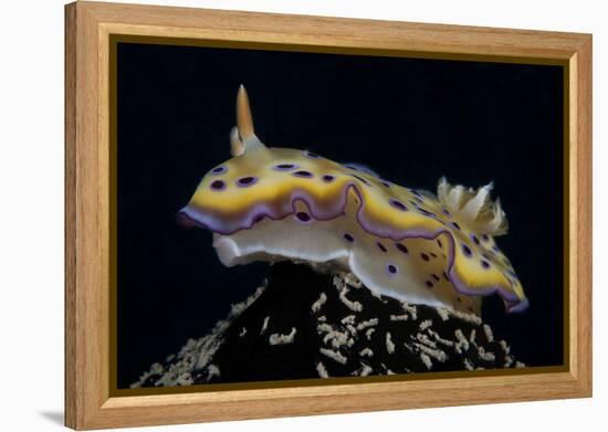 Chromodoris Kuniei Nudibranch, Beqa Lagoon, Fiji-Stocktrek Images-Framed Premier Image Canvas