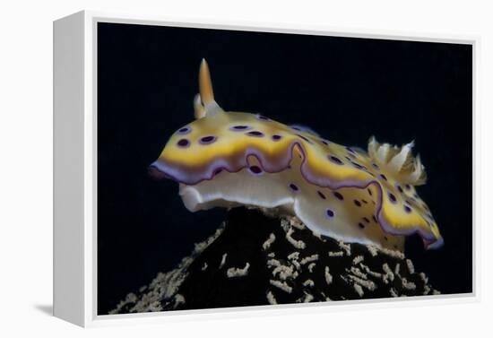 Chromodoris Kuniei Nudibranch, Beqa Lagoon, Fiji-Stocktrek Images-Framed Premier Image Canvas