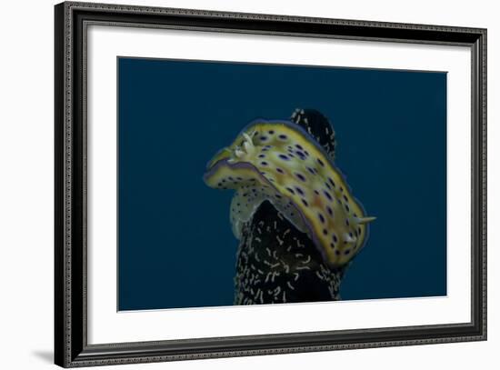 Chromodoris Kuniei Nudibranch, Beqa Lagoon, Fiji-Stocktrek Images-Framed Photographic Print