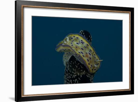 Chromodoris Kuniei Nudibranch, Beqa Lagoon, Fiji-Stocktrek Images-Framed Photographic Print