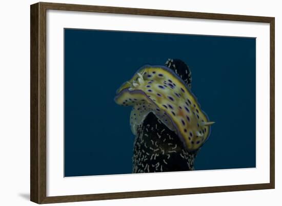 Chromodoris Kuniei Nudibranch, Beqa Lagoon, Fiji-Stocktrek Images-Framed Photographic Print