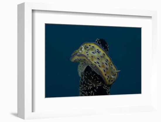 Chromodoris Kuniei Nudibranch, Beqa Lagoon, Fiji-Stocktrek Images-Framed Photographic Print