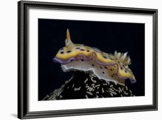 Chromodoris Kuniei Nudibranch, Beqa Lagoon, Fiji-Stocktrek Images-Framed Photographic Print